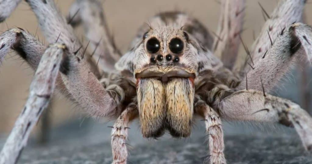 wolf spiders in australia