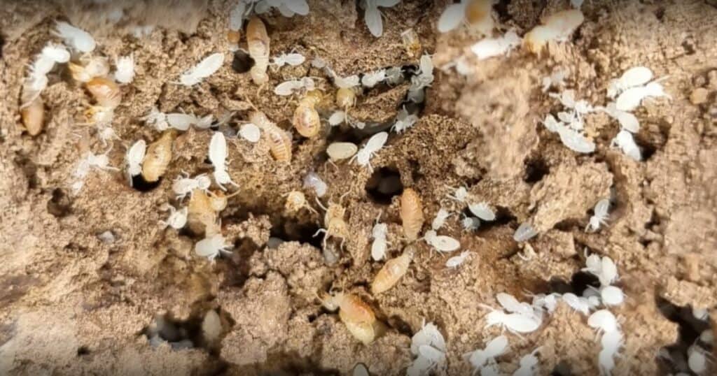 australian termites