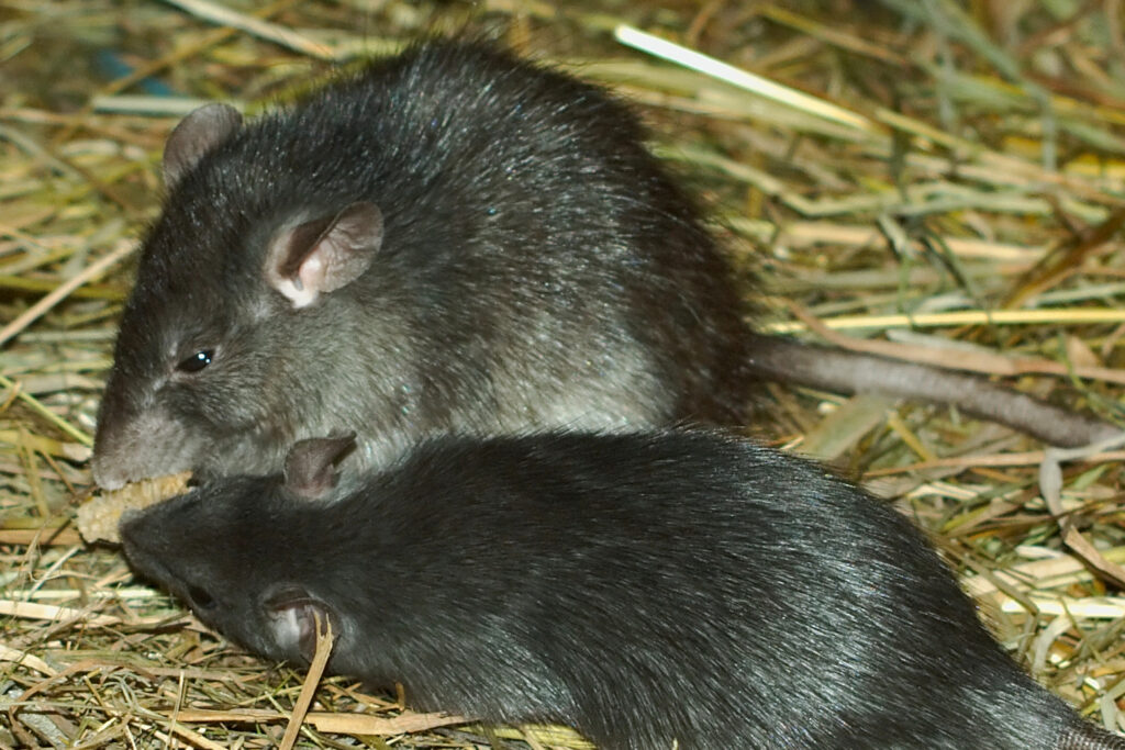 black rat control